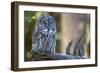 Great Grey Owl on Branch Looking Forward-null-Framed Photographic Print