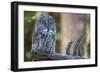 Great Grey Owl on Branch Looking Forward-null-Framed Photographic Print