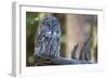 Great Grey Owl on Branch Looking Forward-null-Framed Photographic Print