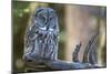 Great Grey Owl on Branch Looking Forward-null-Mounted Photographic Print