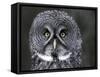 Great Grey Owl Portrait, Alaska, USA-Lynn M. Stone-Framed Stretched Canvas