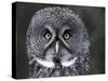 Great Grey Owl Portrait, Alaska, USA-Lynn M. Stone-Stretched Canvas