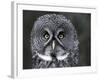 Great Grey Owl Portrait, Alaska, USA-Lynn M. Stone-Framed Photographic Print
