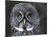 Great Grey Owl Portrait, Alaska, USA-Lynn M. Stone-Mounted Photographic Print