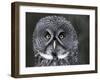 Great Grey Owl Portrait, Alaska, USA-Lynn M. Stone-Framed Photographic Print