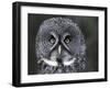 Great Grey Owl Portrait, Alaska, USA-Lynn M. Stone-Framed Photographic Print