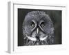 Great Grey Owl Portrait, Alaska, USA-Lynn M. Stone-Framed Photographic Print