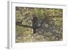 Great Grey Owl (Strix Nebulosa) Backlit in Alder Tree, Bergslagen, Sweden, June 2009-Cairns-Framed Photographic Print