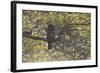 Great Grey Owl (Strix Nebulosa) Backlit in Alder Tree, Bergslagen, Sweden, June 2009-Cairns-Framed Photographic Print