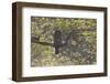 Great Grey Owl (Strix Nebulosa) Backlit in Alder Tree, Bergslagen, Sweden, June 2009-Cairns-Framed Photographic Print