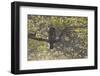 Great Grey Owl (Strix Nebulosa) Backlit in Alder Tree, Bergslagen, Sweden, June 2009-Cairns-Framed Photographic Print