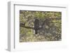 Great Grey Owl (Strix Nebulosa) Backlit in Alder Tree, Bergslagen, Sweden, June 2009-Cairns-Framed Photographic Print