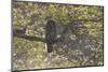 Great Grey Owl (Strix Nebulosa) Backlit in Alder Tree, Bergslagen, Sweden, June 2009-Cairns-Mounted Photographic Print