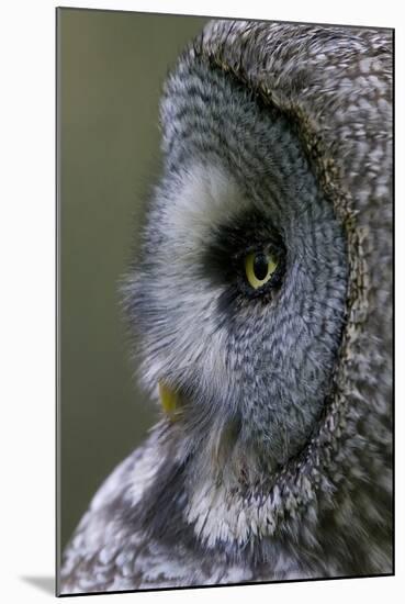 Great Grey Owl (Strix Nebulosa) Close-Up of Head, Northern Oulu, Finland, June 2008-Cairns-Mounted Premium Photographic Print