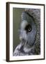 Great Grey Owl (Strix Nebulosa) Close-Up of Head, Northern Oulu, Finland, June 2008-Cairns-Framed Photographic Print