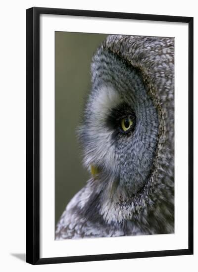 Great Grey Owl (Strix Nebulosa) Close-Up of Head, Northern Oulu, Finland, June 2008-Cairns-Framed Photographic Print