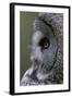 Great Grey Owl (Strix Nebulosa) Close-Up of Head, Northern Oulu, Finland, June 2008-Cairns-Framed Photographic Print