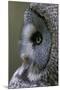 Great Grey Owl (Strix Nebulosa) Close-Up of Head, Northern Oulu, Finland, June 2008-Cairns-Mounted Photographic Print