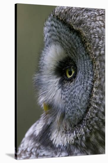 Great Grey Owl (Strix Nebulosa) Close-Up of Head, Northern Oulu, Finland, June 2008-Cairns-Stretched Canvas