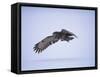 Great Grey Owl (Strix Nebulosa) in Flight, Finland, Scandinavia, Europe-David Tipling-Framed Stretched Canvas