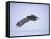 Great Grey Owl (Strix Nebulosa) in Flight, Finland, Scandinavia, Europe-David Tipling-Framed Stretched Canvas