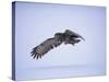 Great Grey Owl (Strix Nebulosa) in Flight, Finland, Scandinavia, Europe-David Tipling-Stretched Canvas