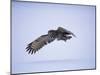 Great Grey Owl (Strix Nebulosa) in Flight, Finland, Scandinavia, Europe-David Tipling-Mounted Photographic Print