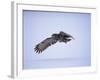 Great Grey Owl (Strix Nebulosa) in Flight, Finland, Scandinavia, Europe-David Tipling-Framed Photographic Print