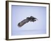 Great Grey Owl (Strix Nebulosa) in Flight, Finland, Scandinavia, Europe-David Tipling-Framed Photographic Print