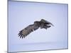 Great Grey Owl (Strix Nebulosa) in Flight, Finland, Scandinavia, Europe-David Tipling-Mounted Photographic Print