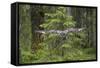 Great Grey Owl (Strix Nebulosa) in Flight in Boreal Forest, Northern Oulu, Finland, June 2008-Cairns-Framed Stretched Canvas