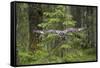 Great Grey Owl (Strix Nebulosa) in Flight in Boreal Forest, Northern Oulu, Finland, June 2008-Cairns-Framed Stretched Canvas