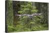 Great Grey Owl (Strix Nebulosa) in Flight in Boreal Forest, Northern Oulu, Finland, June 2008-Cairns-Stretched Canvas