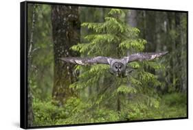 Great Grey Owl (Strix Nebulosa) in Flight in Boreal Forest, Northern Oulu, Finland, June 2008-Cairns-Framed Stretched Canvas