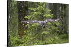 Great Grey Owl (Strix Nebulosa) in Flight in Boreal Forest, Northern Oulu, Finland, June 2008-Cairns-Stretched Canvas