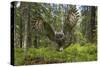 Great Grey Owl (Strix Nebulosa) in Flight in Boreal Forest, Northern Oulu, Finland, June 2008-Cairns-Stretched Canvas