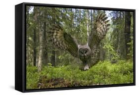 Great Grey Owl (Strix Nebulosa) in Flight in Boreal Forest, Northern Oulu, Finland, June 2008-Cairns-Framed Stretched Canvas