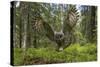 Great Grey Owl (Strix Nebulosa) in Flight in Boreal Forest, Northern Oulu, Finland, June 2008-Cairns-Stretched Canvas