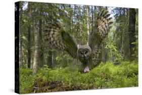 Great Grey Owl (Strix Nebulosa) in Flight in Boreal Forest, Northern Oulu, Finland, June 2008-Cairns-Stretched Canvas