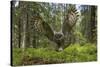 Great Grey Owl (Strix Nebulosa) in Flight in Boreal Forest, Northern Oulu, Finland, June 2008-Cairns-Stretched Canvas