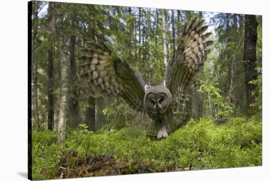 Great Grey Owl (Strix Nebulosa) in Flight in Boreal Forest, Northern Oulu, Finland, June 2008-Cairns-Stretched Canvas