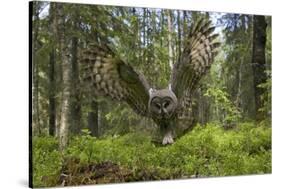 Great Grey Owl (Strix Nebulosa) in Flight in Boreal Forest, Northern Oulu, Finland, June 2008-Cairns-Stretched Canvas