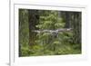 Great Grey Owl (Strix Nebulosa) in Flight in Boreal Forest, Northern Oulu, Finland, June 2008-Cairns-Framed Photographic Print