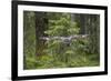 Great Grey Owl (Strix Nebulosa) in Flight in Boreal Forest, Northern Oulu, Finland, June 2008-Cairns-Framed Photographic Print