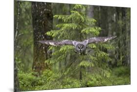 Great Grey Owl (Strix Nebulosa) in Flight in Boreal Forest, Northern Oulu, Finland, June 2008-Cairns-Mounted Photographic Print