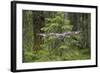 Great Grey Owl (Strix Nebulosa) in Flight in Boreal Forest, Northern Oulu, Finland, June 2008-Cairns-Framed Photographic Print