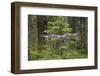 Great Grey Owl (Strix Nebulosa) in Flight in Boreal Forest, Northern Oulu, Finland, June 2008-Cairns-Framed Photographic Print