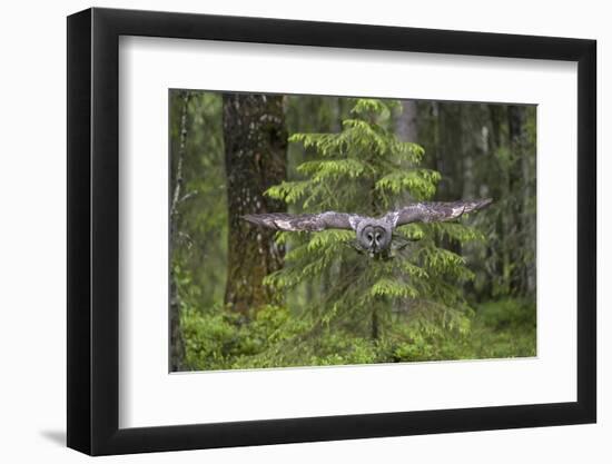 Great Grey Owl (Strix Nebulosa) in Flight in Boreal Forest, Northern Oulu, Finland, June 2008-Cairns-Framed Photographic Print