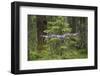 Great Grey Owl (Strix Nebulosa) in Flight in Boreal Forest, Northern Oulu, Finland, June 2008-Cairns-Framed Photographic Print