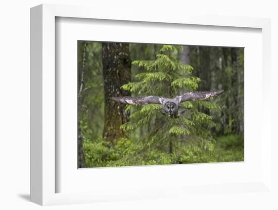 Great Grey Owl (Strix Nebulosa) in Flight in Boreal Forest, Northern Oulu, Finland, June 2008-Cairns-Framed Photographic Print